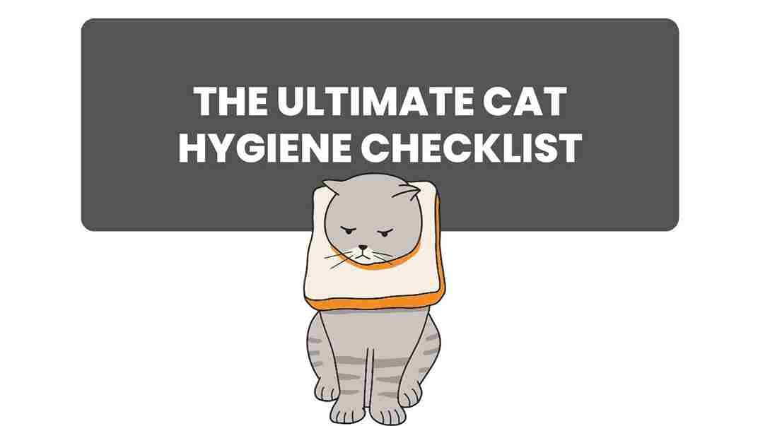 The Ultimate Cat Hygiene Checklist Keeping Your Feline Friend Fresh