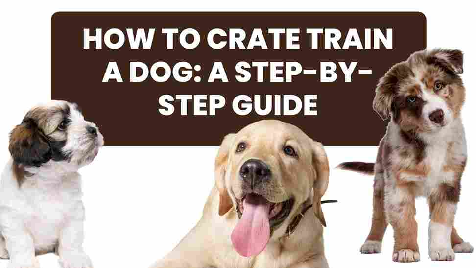 How to Crate Train a Dog: A Step-by-Step Guide