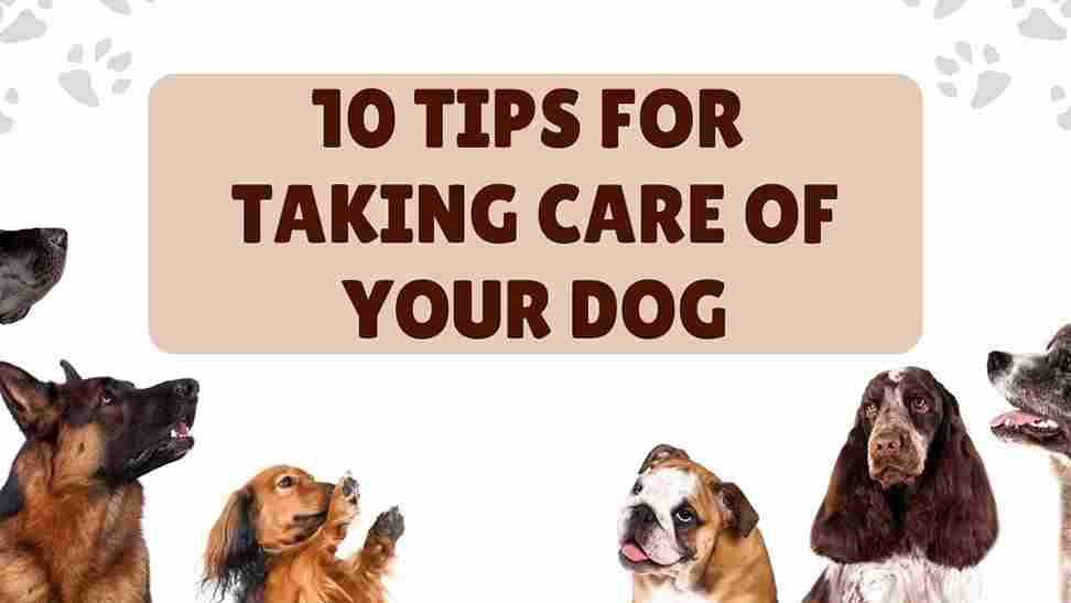 Ten Tips for Taking Care of Your Dog